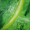 Freiheit l auf leinw. 80x100cm